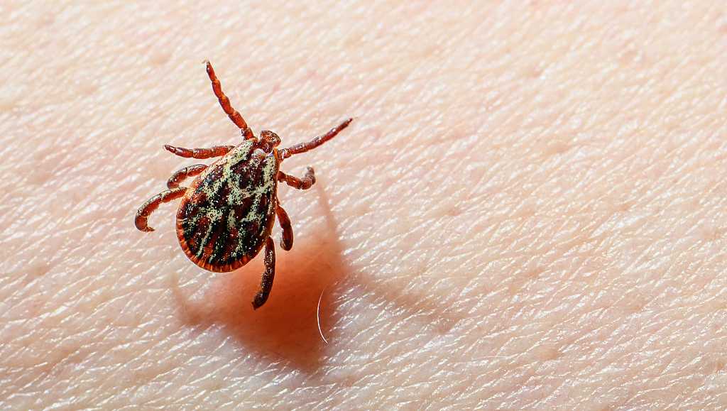 Pa. residents urged to use caution against ticks, Lyme disease