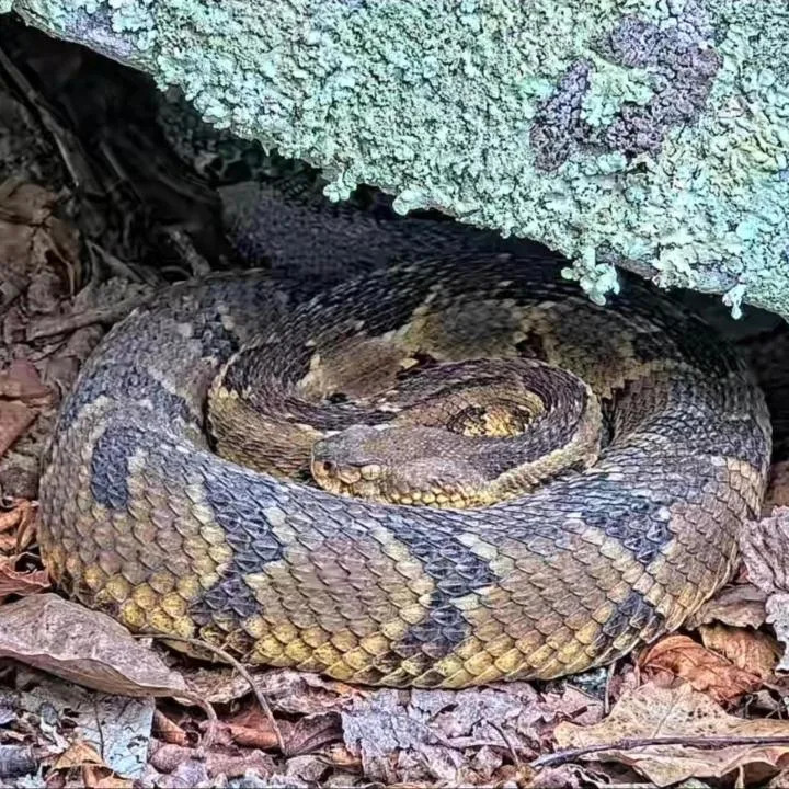 Rattlecam