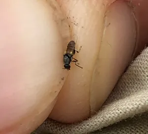 Adult black flies, or gnats, can be a real nuisance which is why DEP's Black Fly Suppression Program targets them in Pennsylvania's many rivers and streams.