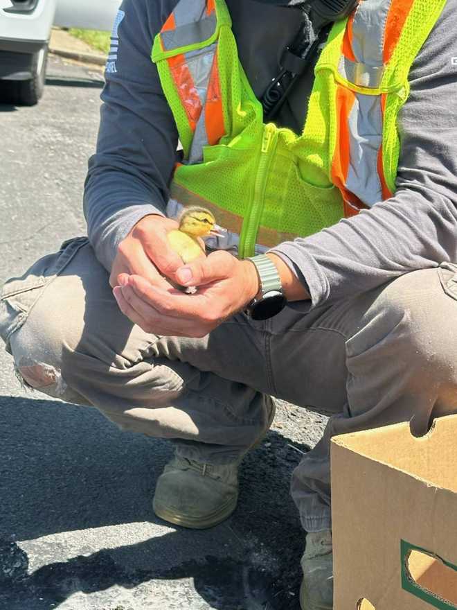 One of nine ducklings rescued from storage drain on May 3, 2026.