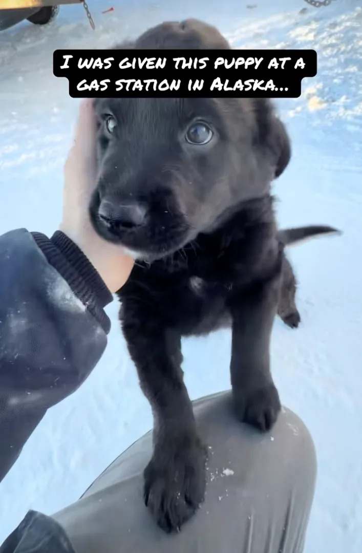 I WAS GIVEN THIS PUPPY AT A GAS STATION IN ALASKA...