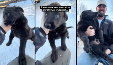 Blue-collar worker from Philadelphia goes to Alaska to buy a truck, ends up staying after being given a stray puppy at a gas station