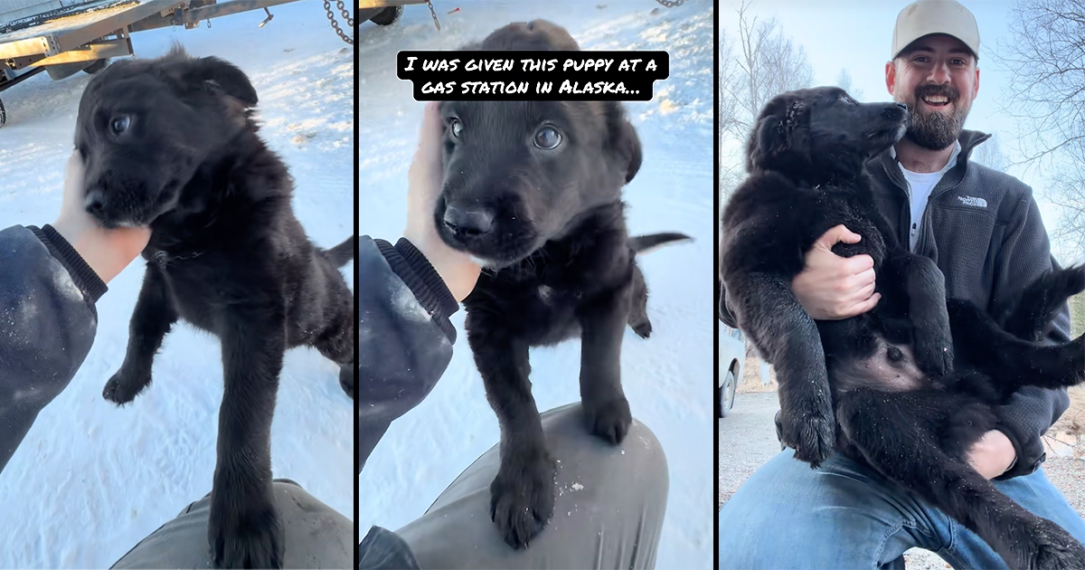Blue-collar worker from Philadelphia goes to Alaska to buy a truck, ends up staying after being given a stray puppy at a gas station