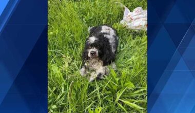 West Homestead Police: Search for man who fatally struck dog underway