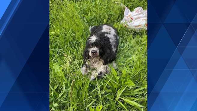 West Homestead Police: Search for man who fatally struck dog underway