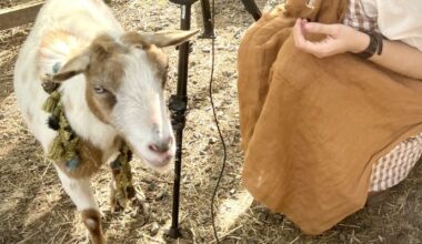 Goats, Art, and Cocktails Collide at Surreal Philadelphia Fundraiser