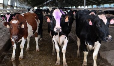 Activist wants more attention paid to use of manure