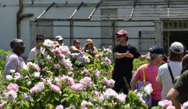 Free ‘Celebration of the Roses’ festival returns to Wyck’s historic garden in Germantown