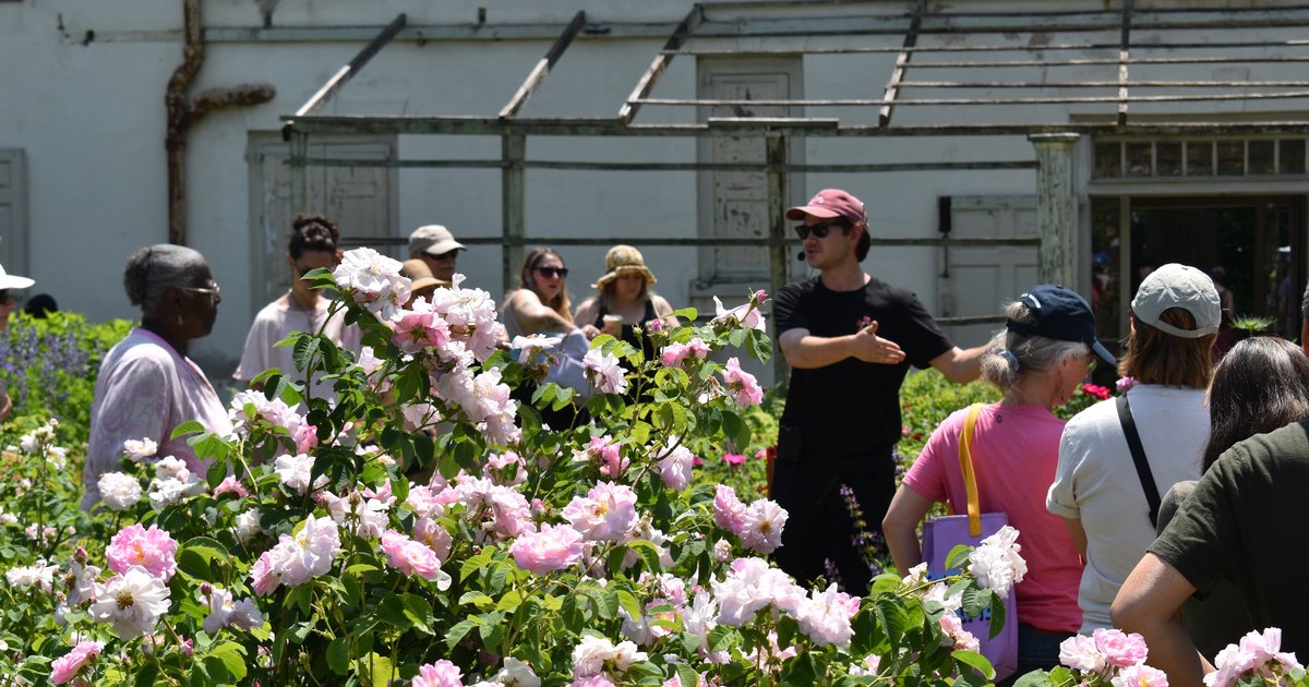 Free ‘Celebration of the Roses’ festival returns to Wyck’s historic garden in Germantown