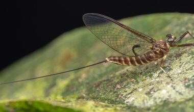 A good mayfly hatch a sign of the health of Lake Erie