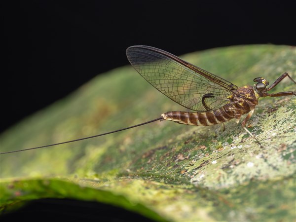A good mayfly hatch a sign of the health of Lake Erie