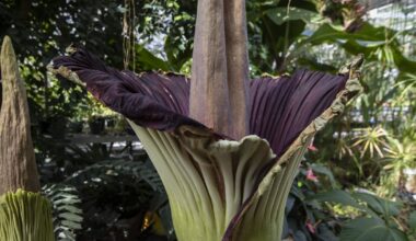 A rare corpse flower is in bloom at Temple University's greenhouse in Ambler