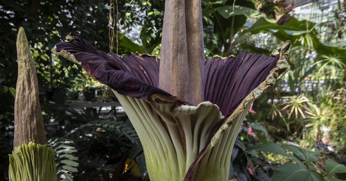 A rare corpse flower is in bloom at Temple University's greenhouse in Ambler