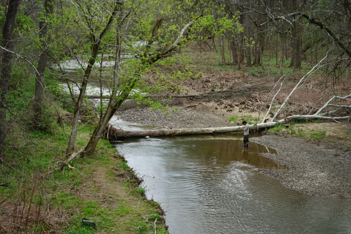 A man stands in a stream near a downed tree.