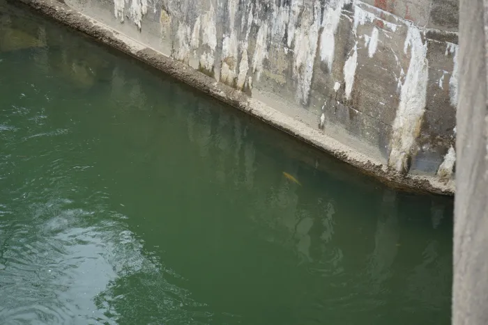 Fish swiming under the surface of water next to a concrete barrier.