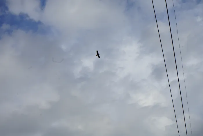 A eagle flies overhead in a cloudy sky, with utility wires seen below.