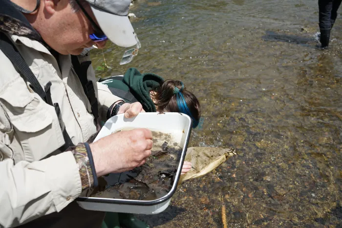 A man in sunglasses and a hat inspects contents in a white pan while standing in a stream.