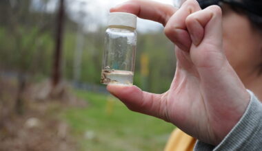 Scientists test aquatic organisms for PFAS in Montour Run near Pittsburgh International Airport