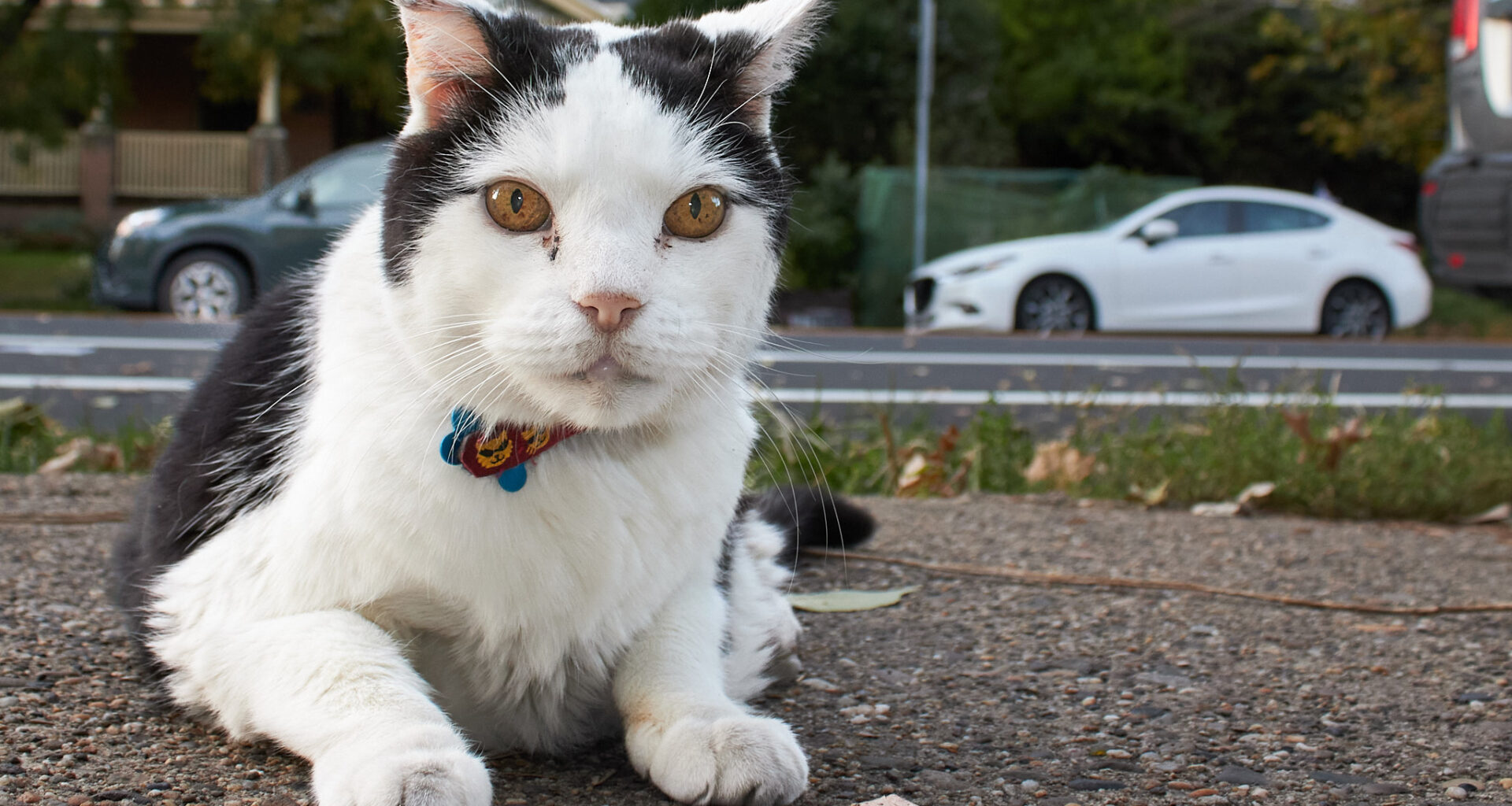 Philly’s Cedar Park neighborhood and its cat culture