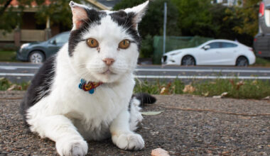Philly’s Cedar Park neighborhood and its cat culture