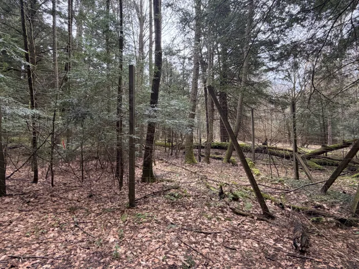 A wooded area with a wooden post fence enclosure, small hemlock trees inside