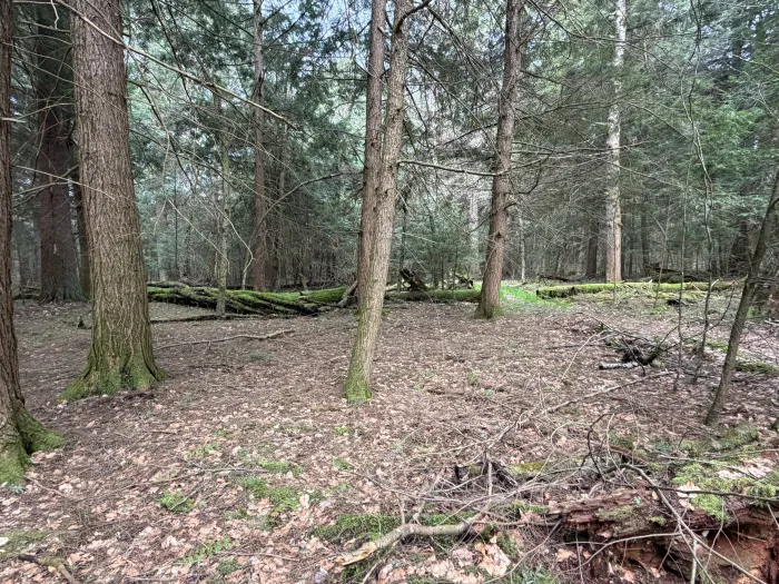 A forested area, the ground is covered in leaves but no low lying vegetation