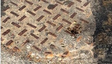 Watch: Neighbors discover bees living in Philadelphia sewer