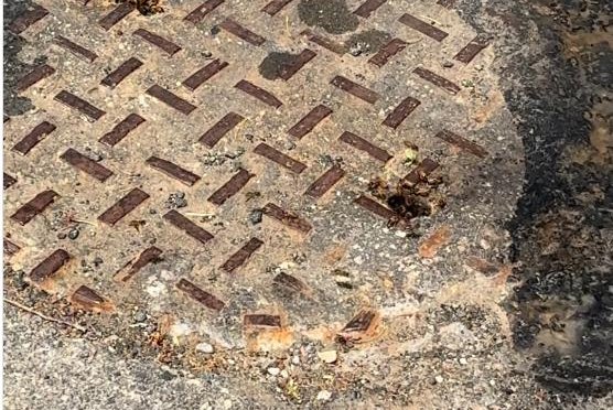 Watch: Neighbors discover bees living in Philadelphia sewer