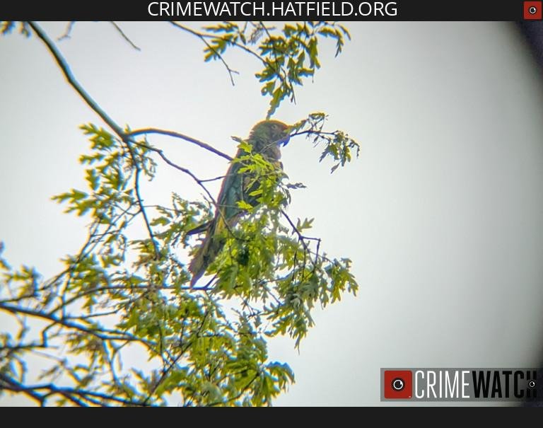 Police in Pennsylvania are searching for the owner of an apparent escaped pet parrot spotted flying on the loose in Hatfield. Photo courtesy of the Hatfield Police Department Police in Pennsylvania are searching for the owner of an apparent escaped pet parrot spotted flying on the loose in Hatfield. Photo courtesy of the Hatfield Police Department