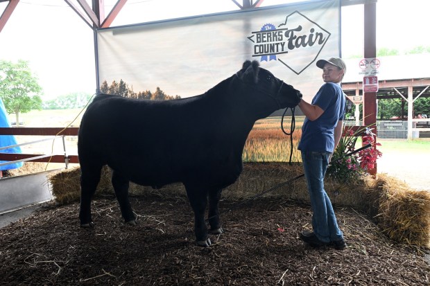 Jackson Manwiller, 13, of Mohrsville, shows Steve, his grand champion market steer, last year at the Berks County Fair in Bern Township. (BILL UHRICH/READING EAGLE)