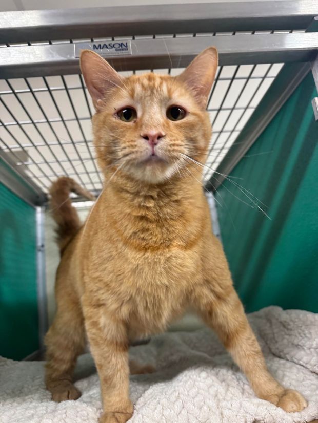 Bart is available to adopt from Griffin Pond Animal Shelter. (GRIFFIN POND ANIMAL SHELTER)