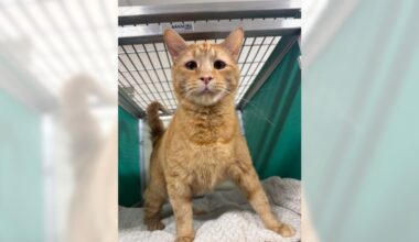 Pets of the Week, sponsored by Dr. PAWS, May 10, 2026