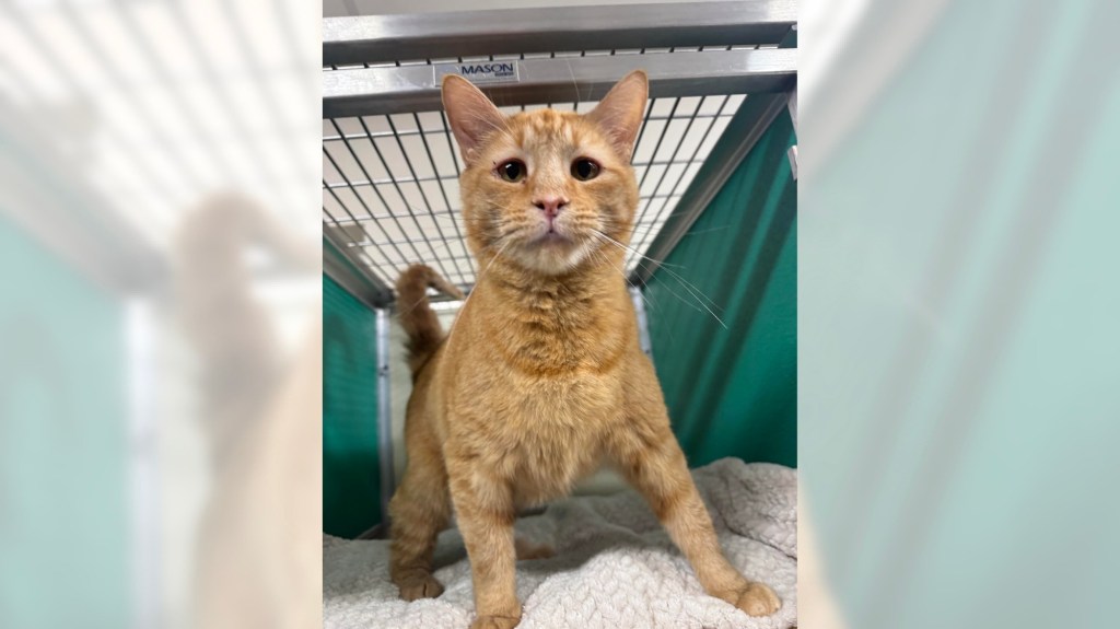 Pets of the Week, sponsored by Dr. PAWS, May 10, 2026