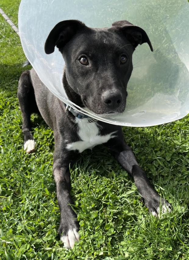 Gunner is available to adopt from Griffin Pond Animal Shelter. (GRIFFIN POND ANIMAL SHELTER)