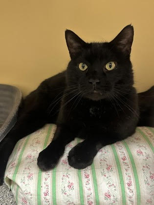 Crash and Elsi, both 7-year-old males, were rescued after their...