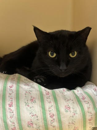 Crash and Elsi, both 7-year-old males, were rescued after their...