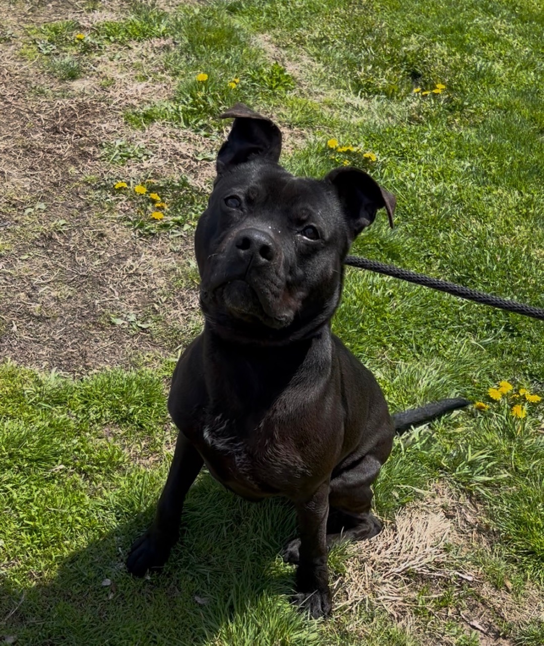 Zoro, a 3-year-old male weighing 45 pounds, is a devoted...