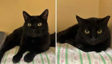Pets of the Week, sponsored by Dr. PAWS, May 3, 2026