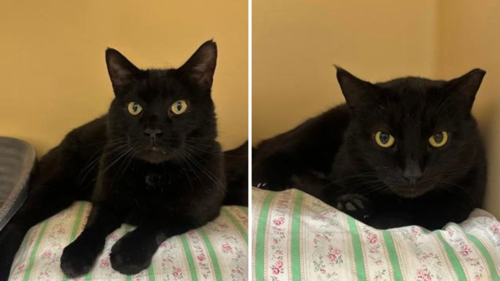Pets of the Week, sponsored by Dr. PAWS, May 3, 2026