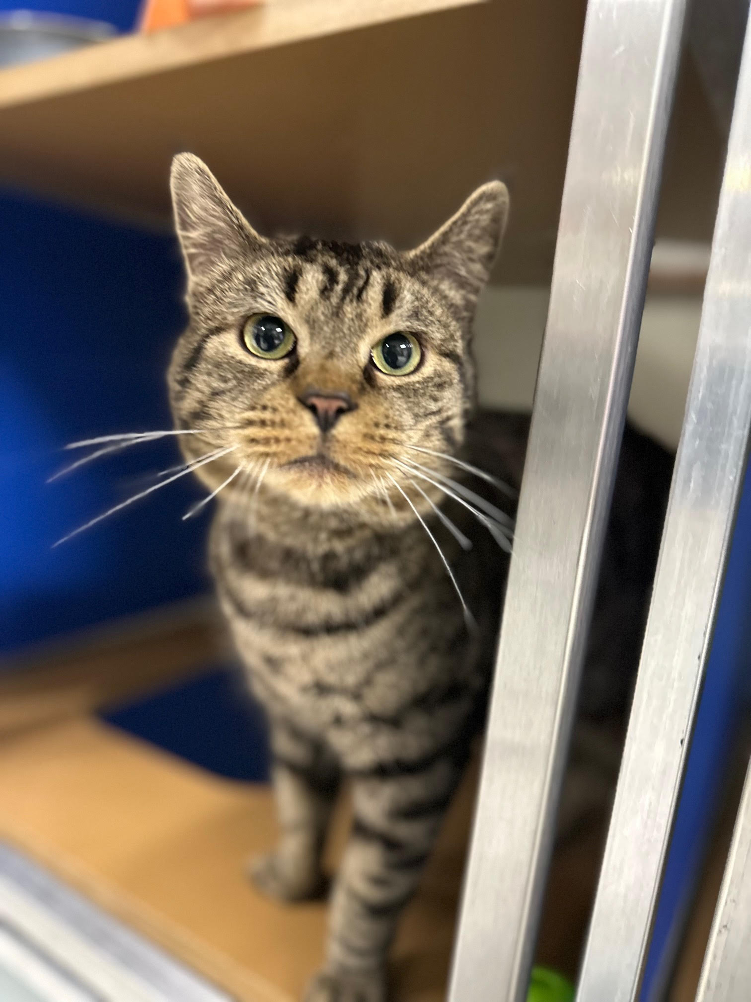 Raphael, a 7-year-old male, likes to chase and play fetch...