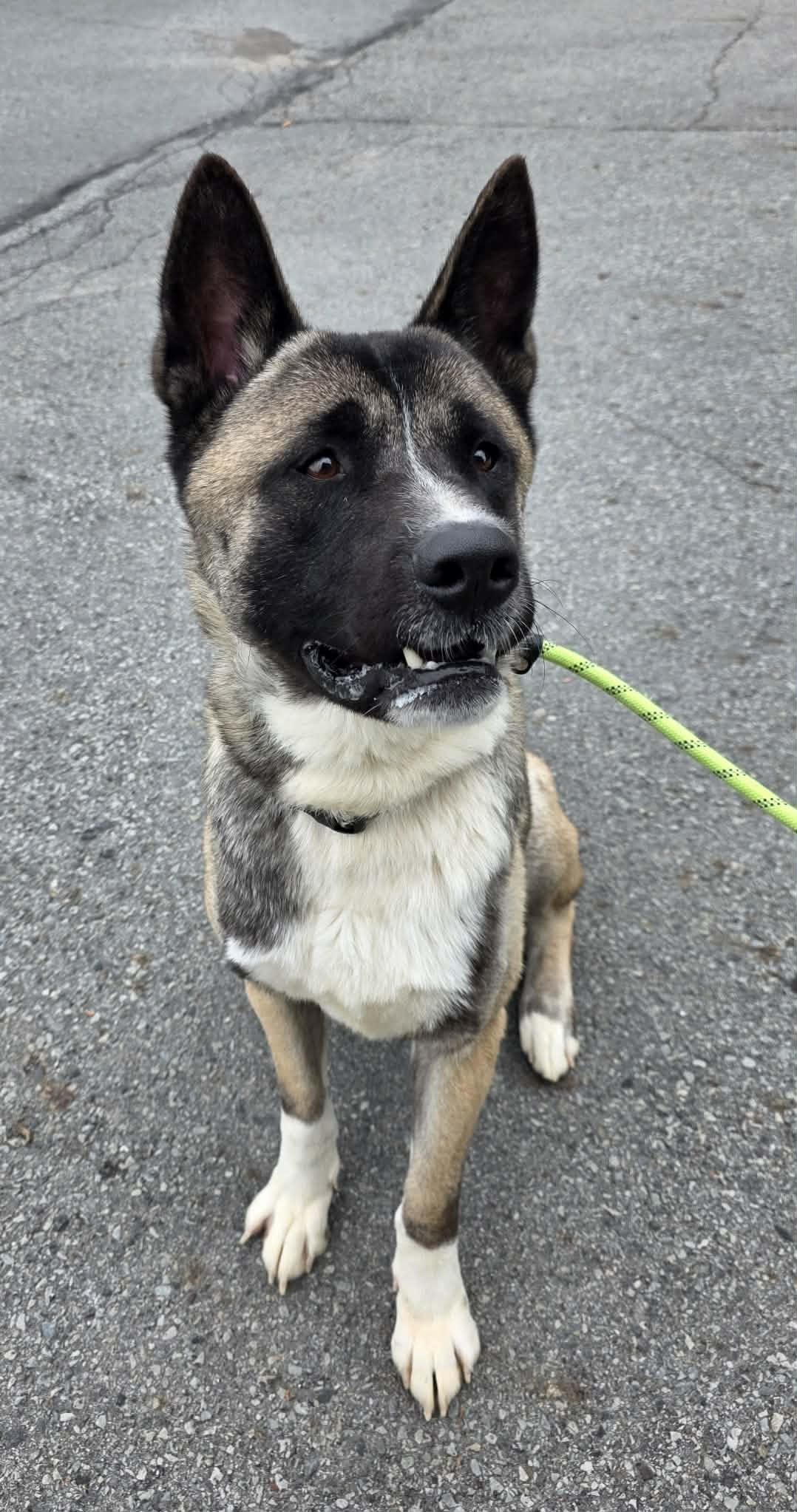 Boone, a 3-year-old male, previously lived with young children and...