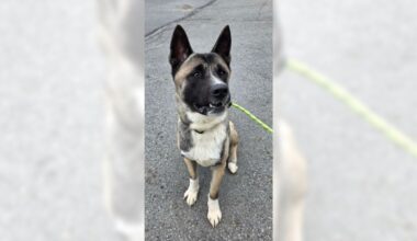 Pets of the Week, sponsored by Dr. PAWS, May 31, 2026