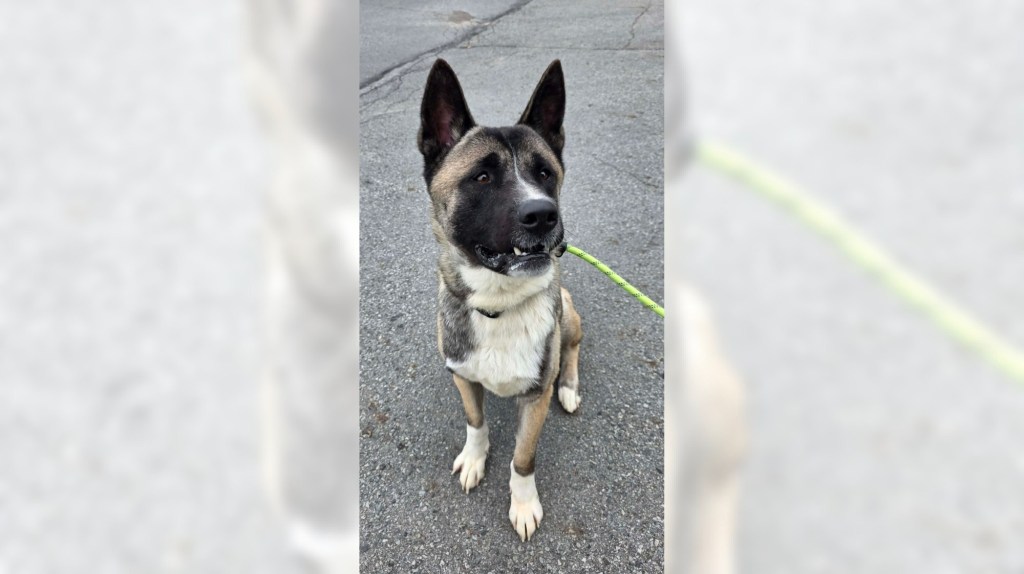 Pets of the Week, sponsored by Dr. PAWS, May 31, 2026