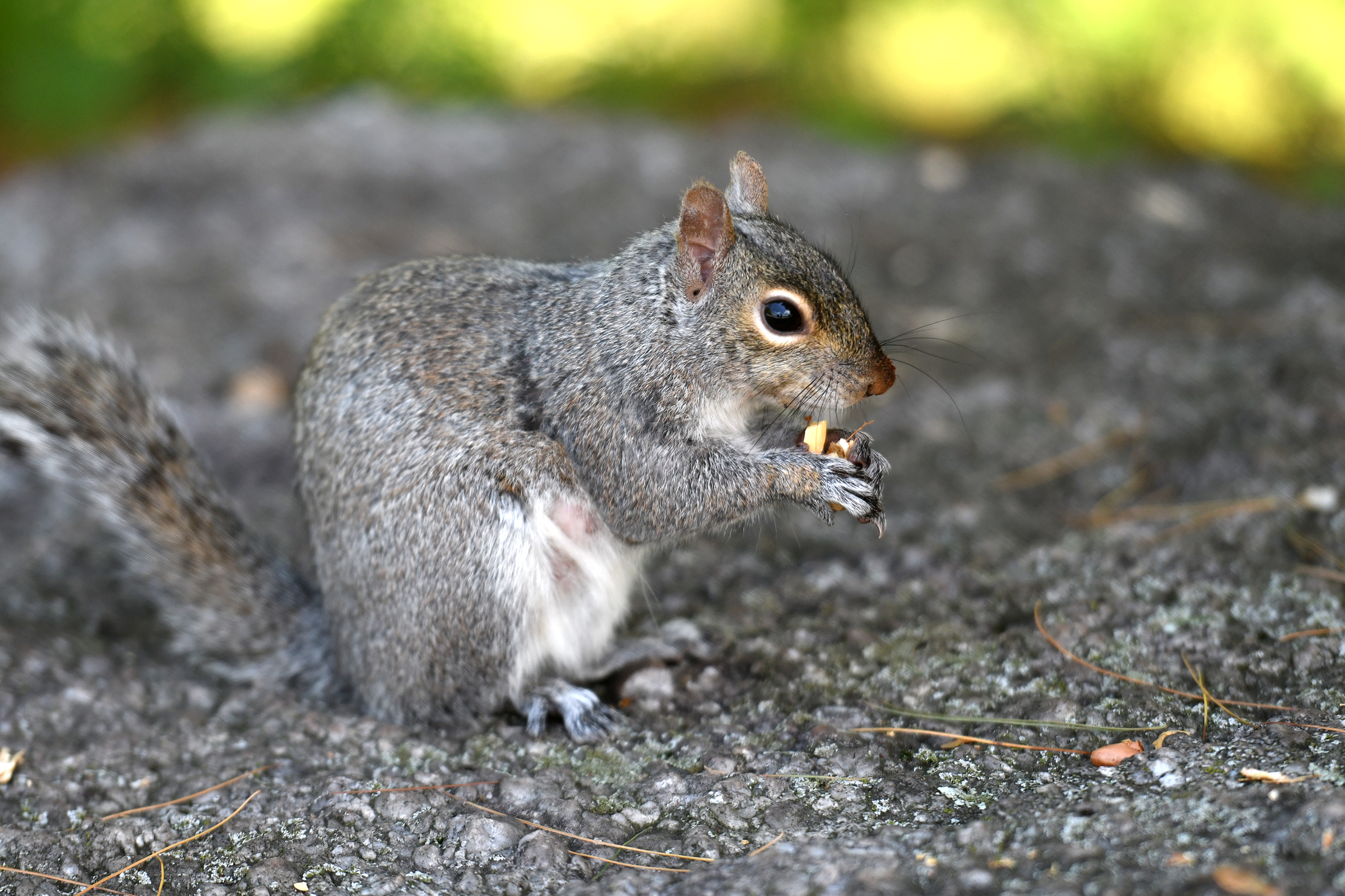 A squirrel eats lunch at the Blakely Borough Recreation Complex...