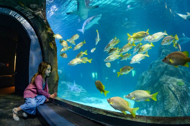 Get out to see the Sharks at Adventure Aquarium and the Tigers at the Philadelphia Zoo with the special AquaZoo Combo. (COURTESY OF ADVENTURE AQUARIUM)
