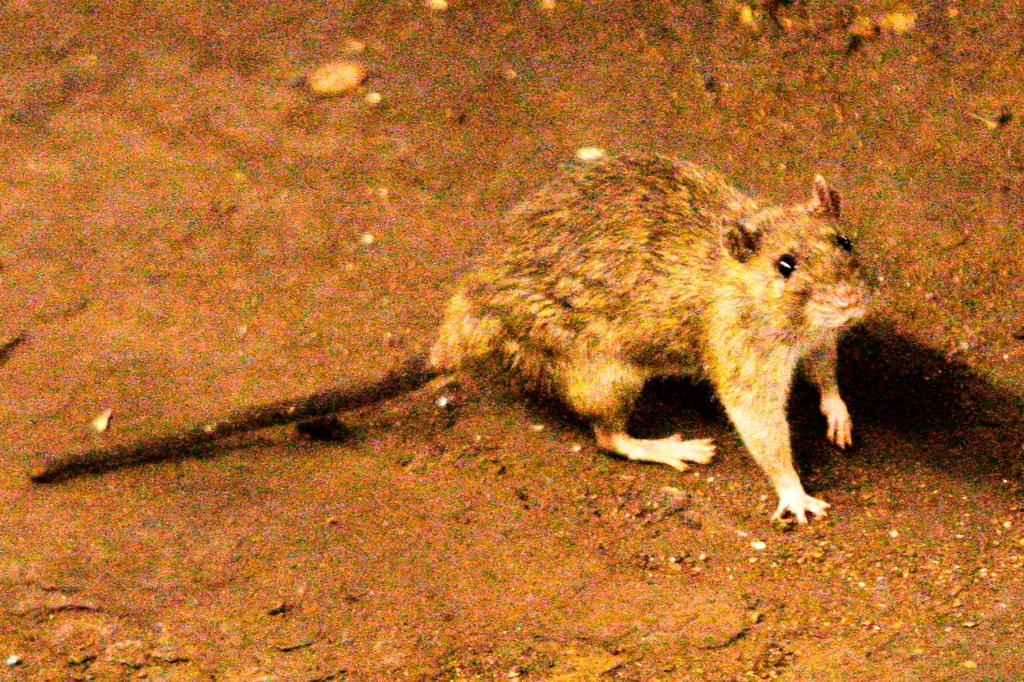 What Lehigh Valley doctors say you should know about hantavirus