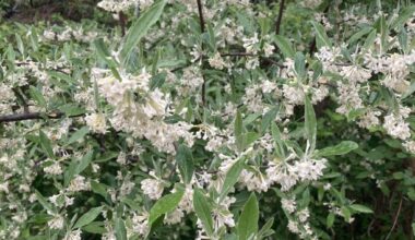 Opinion: Invasive species threaten area's native plants, animals