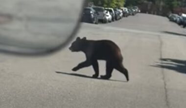 Pa. game commission traps bear in Allentown, monitoring Bethlehem bear