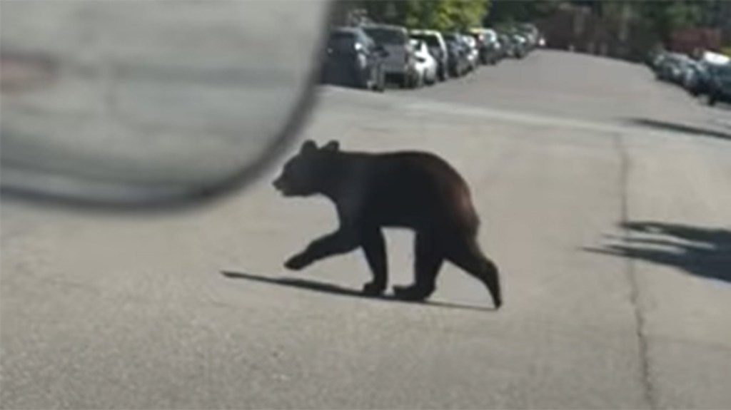 Pa. game commission traps bear in Allentown, monitoring Bethlehem bear