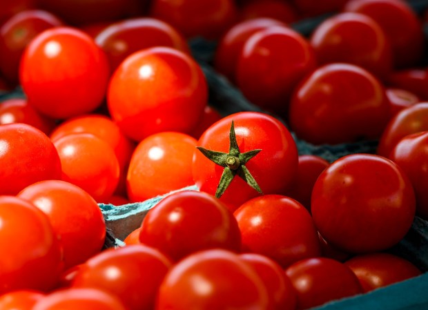 Ripe cherry tomatoes radiate in the sunshine Tuesday, May 26, 2026, at Bethlehem Health Bureau's Christmas City Farm Stand partnered with Bleiler's Produce Patch at Payrow Plaza in Bethlehem. The farm stand and weekly community supported agriculture produce pickups continue till October. (April Gamiz/The Morning Call)